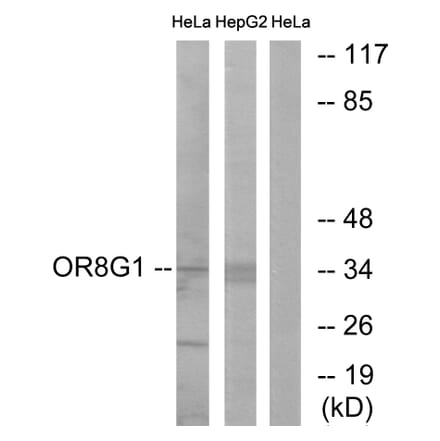 Western Blot - Anti-OR8G1 Antibody (G686) - Antibodies.com