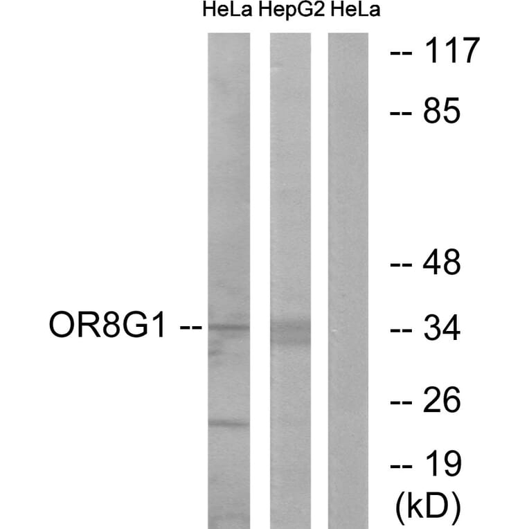 Western Blot - Anti-OR8G1 Antibody (G686) - Antibodies.com