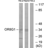 Western Blot - Anti-OR8G1 Antibody (G686) - Antibodies.com