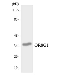 Western Blot - Anti-OR8G1 Antibody (R12-3266) - Antibodies.com