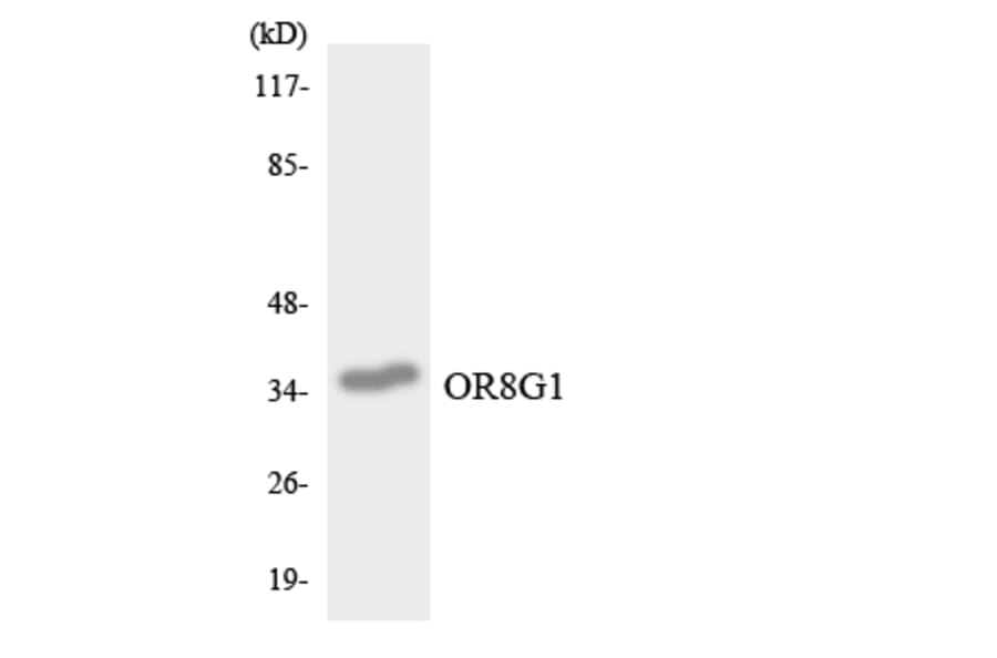 Western Blot - Anti-OR8G1 Antibody (R12-3266) - Antibodies.com