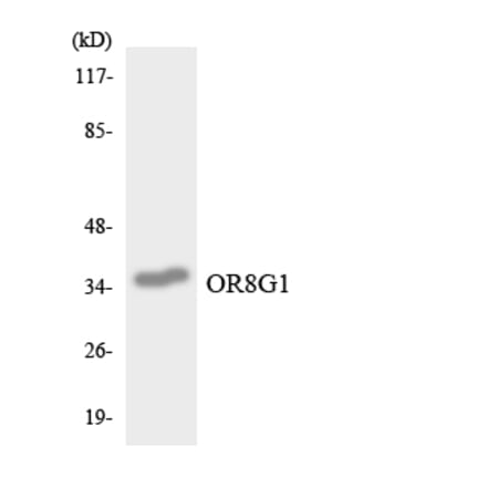 Western Blot - Anti-OR8G1 Antibody (R12-3266) - Antibodies.com