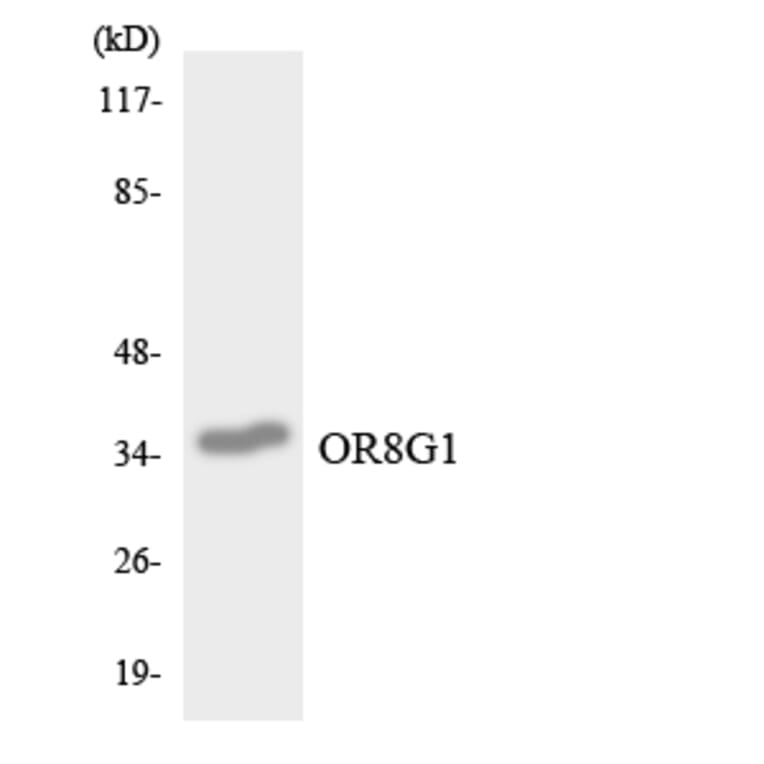 Western Blot - Anti-OR8G1 Antibody (R12-3266) - Antibodies.com