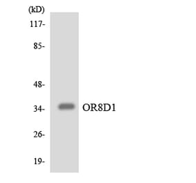 Western Blot - Anti-OR8D1 Antibody (R12-3265) - Antibodies.com