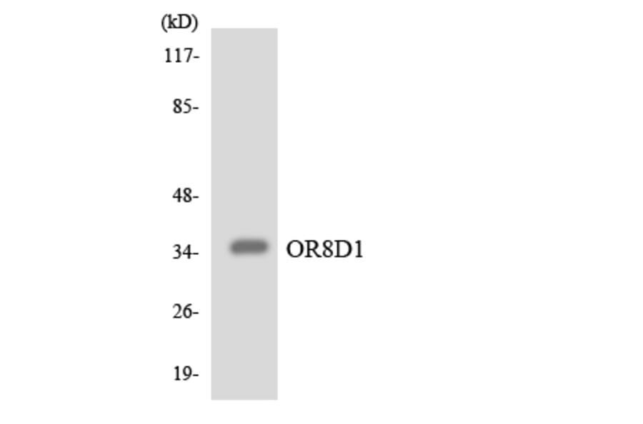 Western Blot - Anti-OR8D1 Antibody (R12-3265) - Antibodies.com