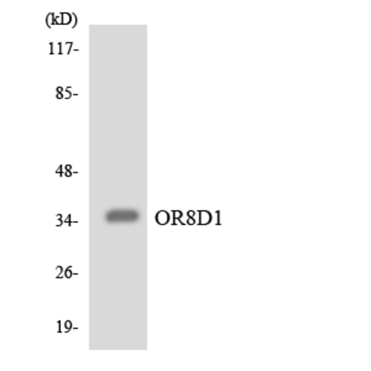 Western Blot - Anti-OR8D1 Antibody (R12-3265) - Antibodies.com