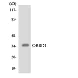 Western Blot - Anti-OR8D1 Antibody (R12-3265) - Antibodies.com