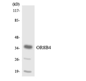 Western Blot - Anti-OR8B4 Antibody (R12-3264) - Antibodies.com