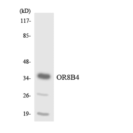 Western Blot - Anti-OR8B4 Antibody (R12-3264) - Antibodies.com