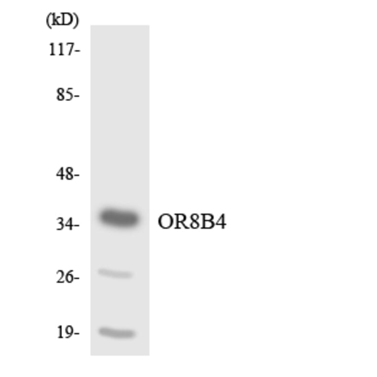 Western Blot - Anti-OR8B4 Antibody (R12-3264) - Antibodies.com