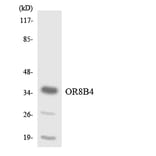 Western Blot - Anti-OR8B4 Antibody (R12-3264) - Antibodies.com