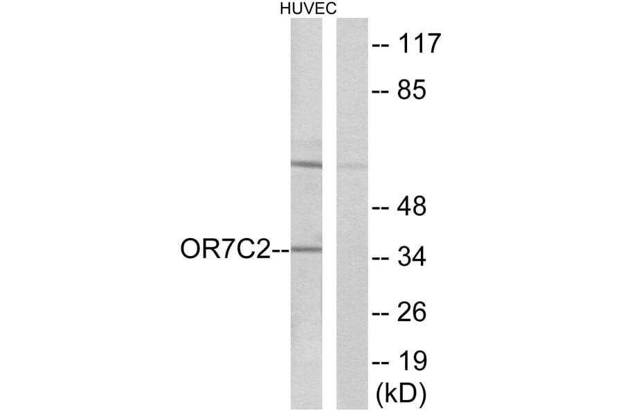 Western Blot - Anti-OR7C2 Antibody (G677) - Antibodies.com