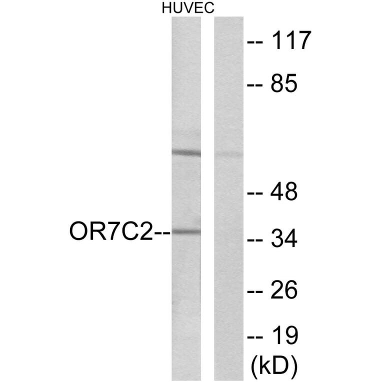 Western Blot - Anti-OR7C2 Antibody (G677) - Antibodies.com