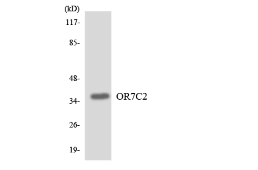 Western Blot - Anti-OR7C2 Antibody (R12-3260) - Antibodies.com