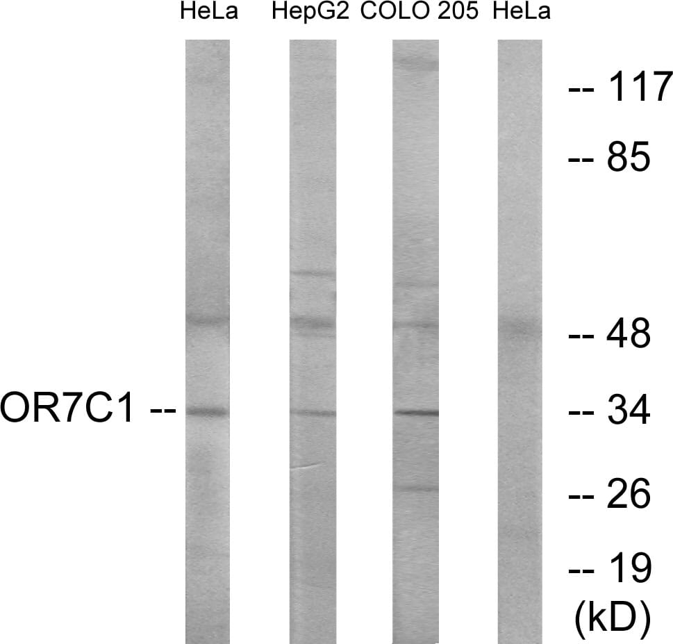 Western blot analysis of lysates from HeLa, HepG and COLO cells using Anti-OR7C1 Antibody. The right hand lane represents a negative control, where the antibody is blocked by the immunising peptide.