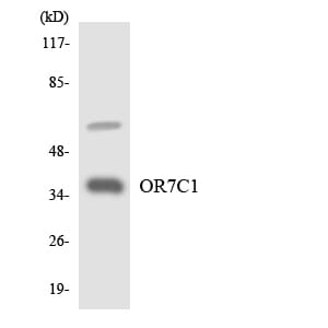 Western blot analysis of the lysates from HT 29 cells using Anti-OR7C1 Antibody.