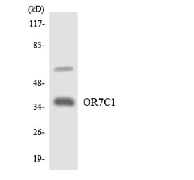 Western Blot - Anti-OR7C1 Antibody (R12-3259) - Antibodies.com