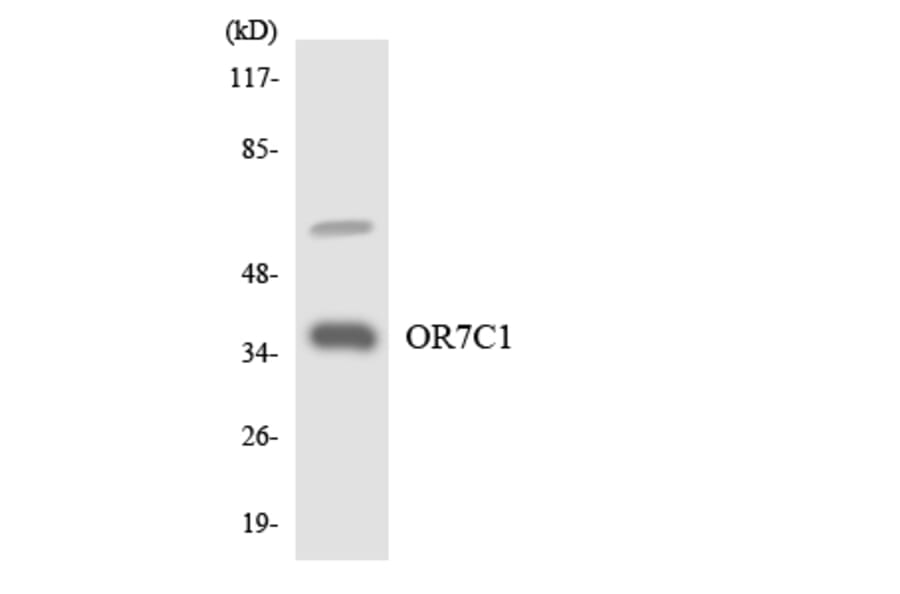 Western Blot - Anti-OR7C1 Antibody (R12-3259) - Antibodies.com