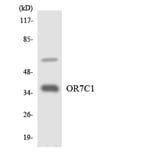 Western Blot - Anti-OR7C1 Antibody (R12-3259) - Antibodies.com
