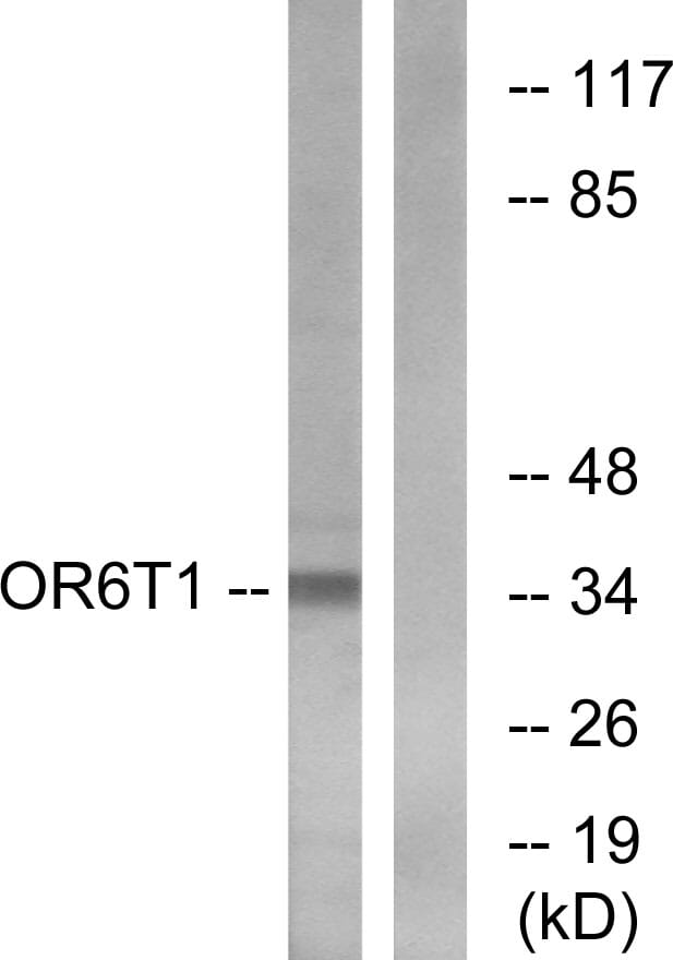 Western blot analysis of lysates from HeLa cells using Anti-OR6T1 Antibody. The right hand lane represents a negative control, where the antibody is blocked by the immunising peptide.