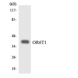 Western blot analysis of the lysates from COLO205 cells using Anti-OR6T1 Antibody.