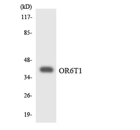 Western Blot - Anti-OR6T1 Antibody (R12-3257) - Antibodies.com