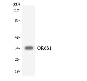 Western Blot - Anti-OR6S1 Antibody (R12-3256) - Antibodies.com