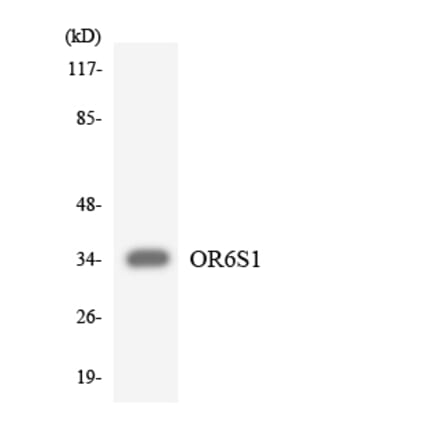 Western Blot - Anti-OR6S1 Antibody (R12-3256) - Antibodies.com