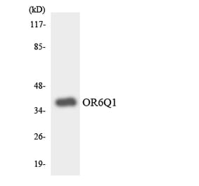 Western Blot - Anti-OR6Q1 Antibody (R12-3255) - Antibodies.com