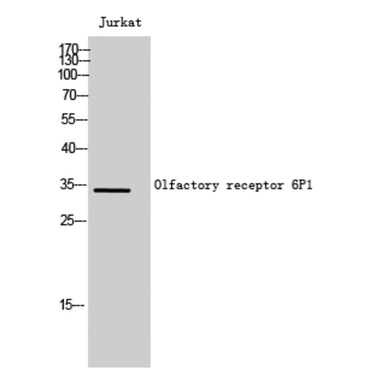 Western Blot - Anti-OR6P1 Antibody (G668) - Antibodies.com