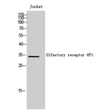 Western Blot - Anti-OR6P1 Antibody (G668) - Antibodies.com