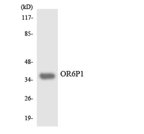 Western Blot - Anti-OR6P1 Antibody (R12-3254) - Antibodies.com