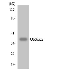 Western blot analysis of the lysates from HepG2 cells using Anti-OR6K2 Antibody.