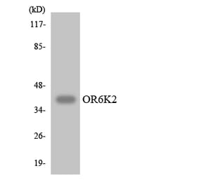 Western Blot - Anti-OR6K2 Antibody (R12-3253) - Antibodies.com