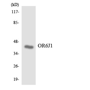 Western blot analysis of the lysates from COLO205 cells using Anti-OR6J1 Antibody.