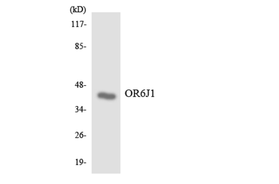 Western Blot - Anti-OR6J1 Antibody (R12-3252) - Antibodies.com