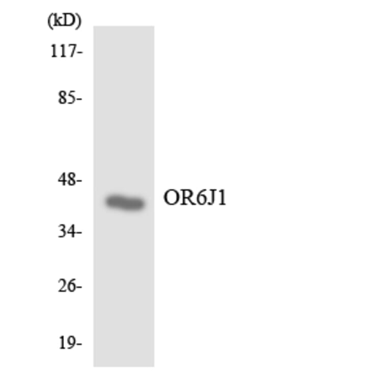 Western Blot - Anti-OR6J1 Antibody (R12-3252) - Antibodies.com