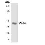 Western Blot - Anti-OR6J1 Antibody (R12-3252) - Antibodies.com