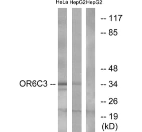 Western Blot - Anti-OR6C3 Antibody (G662) - Antibodies.com