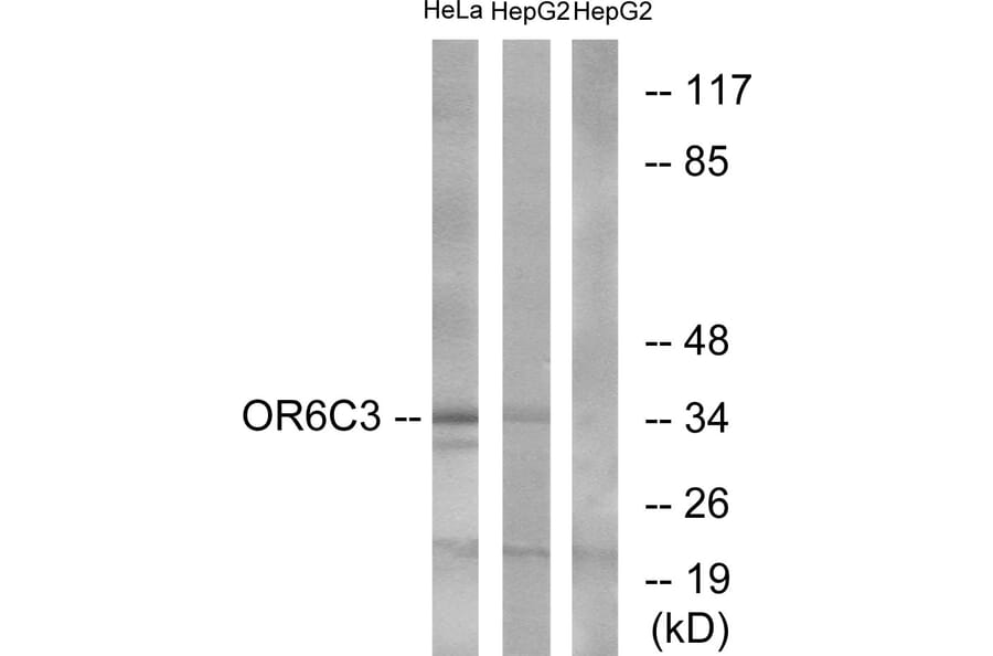 Western Blot - Anti-OR6C3 Antibody (G662) - Antibodies.com