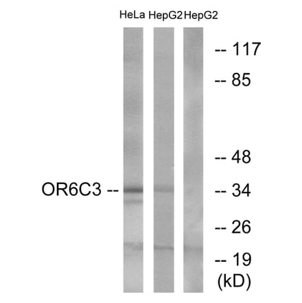 Western Blot - Anti-OR6C3 Antibody (G662) - Antibodies.com