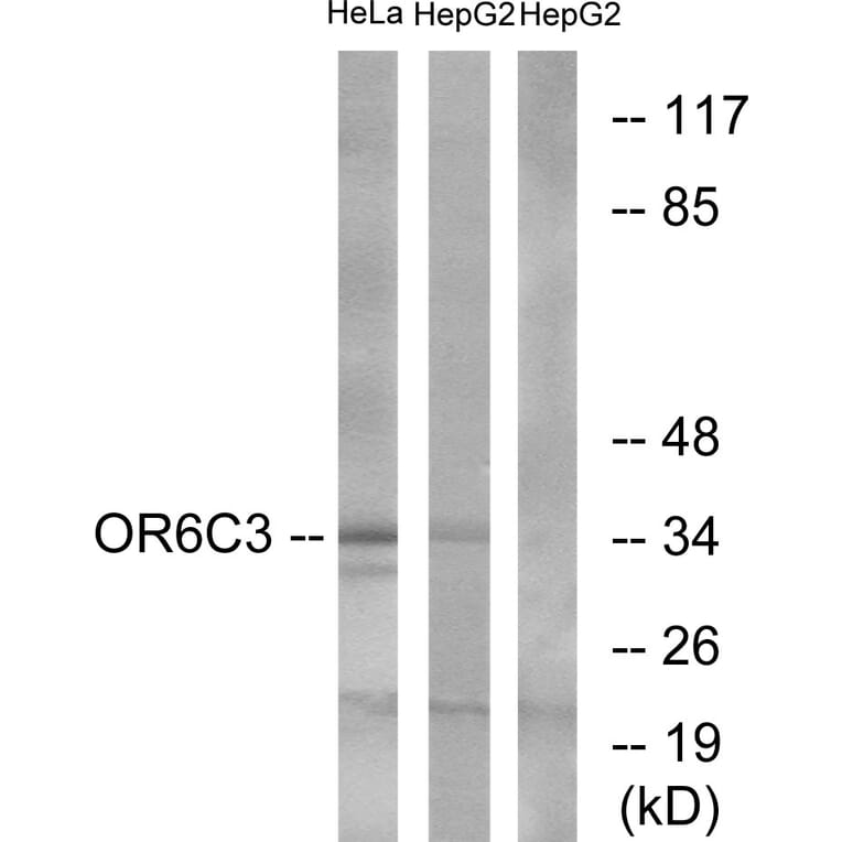 Western Blot - Anti-OR6C3 Antibody (G662) - Antibodies.com
