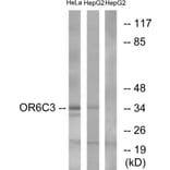 Western Blot - Anti-OR6C3 Antibody (G662) - Antibodies.com