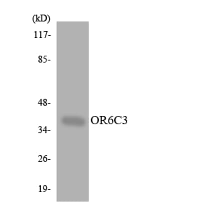 Western Blot - Anti-OR6C3 Antibody (R12-3249) - Antibodies.com