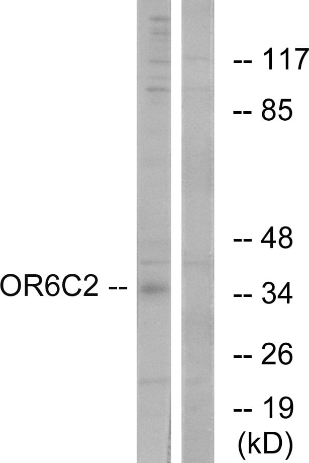 Western blot analysis of lysates from HT-29 cells using Anti-OR6C2 Antibody. The right hand lane represents a negative control, where the antibody is blocked by the immunising peptide.