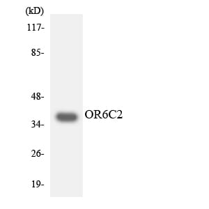 Western blot analysis of the lysates from COLO205 cells using Anti-OR6C2 Antibody.