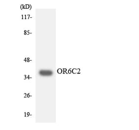 Western Blot - Anti-OR6C2 Antibody (R12-3248) - Antibodies.com
