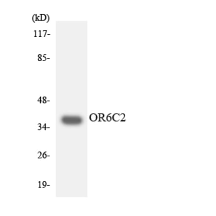 Western Blot - Anti-OR6C2 Antibody (R12-3248) - Antibodies.com