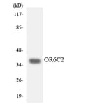 Western Blot - Anti-OR6C2 Antibody (R12-3248) - Antibodies.com