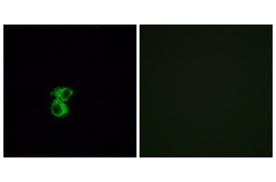 Immunofluorescence - Anti-OR6B2 Antibody (G917) - Antibodies.com
